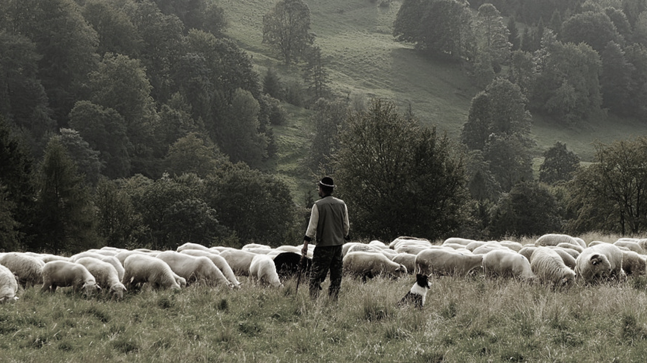 sheep-690198_1280ASDasd